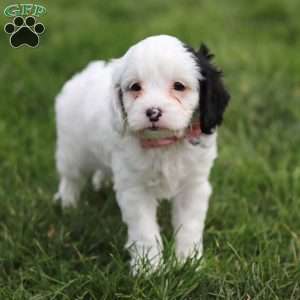 Molly, Cavapoo Puppy